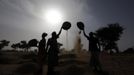 Women harvest millet near the town of Niono January 24, 2013. REUTERS/Eric Gaillard (MALI - Tags: CIVIL UNREST AGRICULTURE SOCIETY) Published: Led. 24, 2013, 6:09 odp.