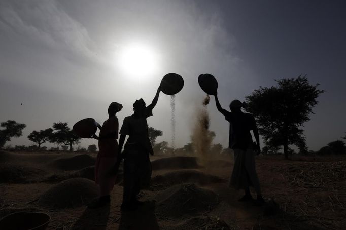 Women harvest millet near the town of Niono January 24, 2013. REUTERS/Eric Gaillard (MALI - Tags: CIVIL UNREST AGRICULTURE SOCIETY) Published: Led. 24, 2013, 6:09 odp.