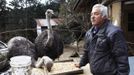 Naoto Matsumura, 53, speaks in front of ostriches at his home in Tomioka town, Fukushima prefecture, February 23, 2013, ahead of the second-year anniversary of the March 11, 2011 earthquake and tsunami. Two years from the meltdown at Japan's crippled Fukushima Daiichi nuclear plant, Matsumura continues his daily routine of caring for his flock of animals with one major difference. He now lives alone inside of the nuclear exclusion zone with his 50 cows and two ostriches after the disaster forced about 160,000 people to flee their homes. He has made it his mission to take care of those animals left behind, even if they no longer can be sold to a market due to their exposure to high levels of nuclear radiation. Picture taken February 23, 2013. REUTERS/Ruairidh Villar (JAPAN - Tags: DISASTER ANNIVERSARY ANIMALS SOCIETY) Published: Bře. 4, 2013, 6:16 dop.