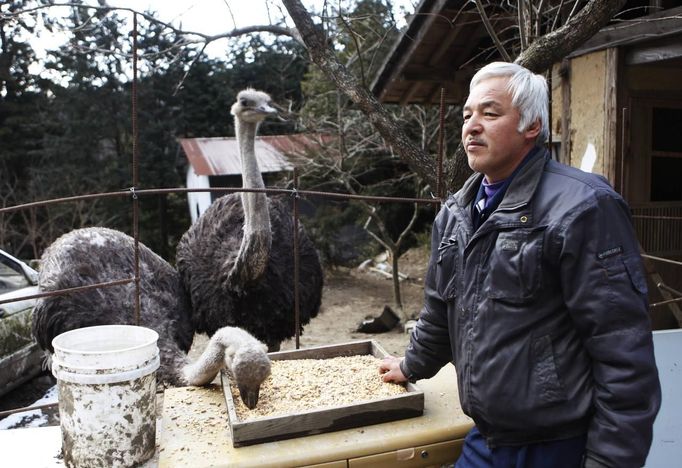 Naoto Matsumura, 53, speaks in front of ostriches at his home in Tomioka town, Fukushima prefecture, February 23, 2013, ahead of the second-year anniversary of the March 11, 2011 earthquake and tsunami. Two years from the meltdown at Japan's crippled Fukushima Daiichi nuclear plant, Matsumura continues his daily routine of caring for his flock of animals with one major difference. He now lives alone inside of the nuclear exclusion zone with his 50 cows and two ostriches after the disaster forced about 160,000 people to flee their homes. He has made it his mission to take care of those animals left behind, even if they no longer can be sold to a market due to their exposure to high levels of nuclear radiation. Picture taken February 23, 2013. REUTERS/Ruairidh Villar (JAPAN - Tags: DISASTER ANNIVERSARY ANIMALS SOCIETY) Published: Bře. 4, 2013, 6:16 dop.