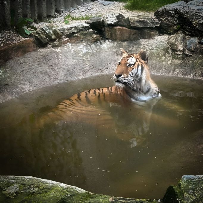 Tygr zabavený v chovu na Vsetínsku.