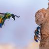 Wildlife Photographer of the Year 2023. Snímky nominované na cenu veřejnosti People Choice Award