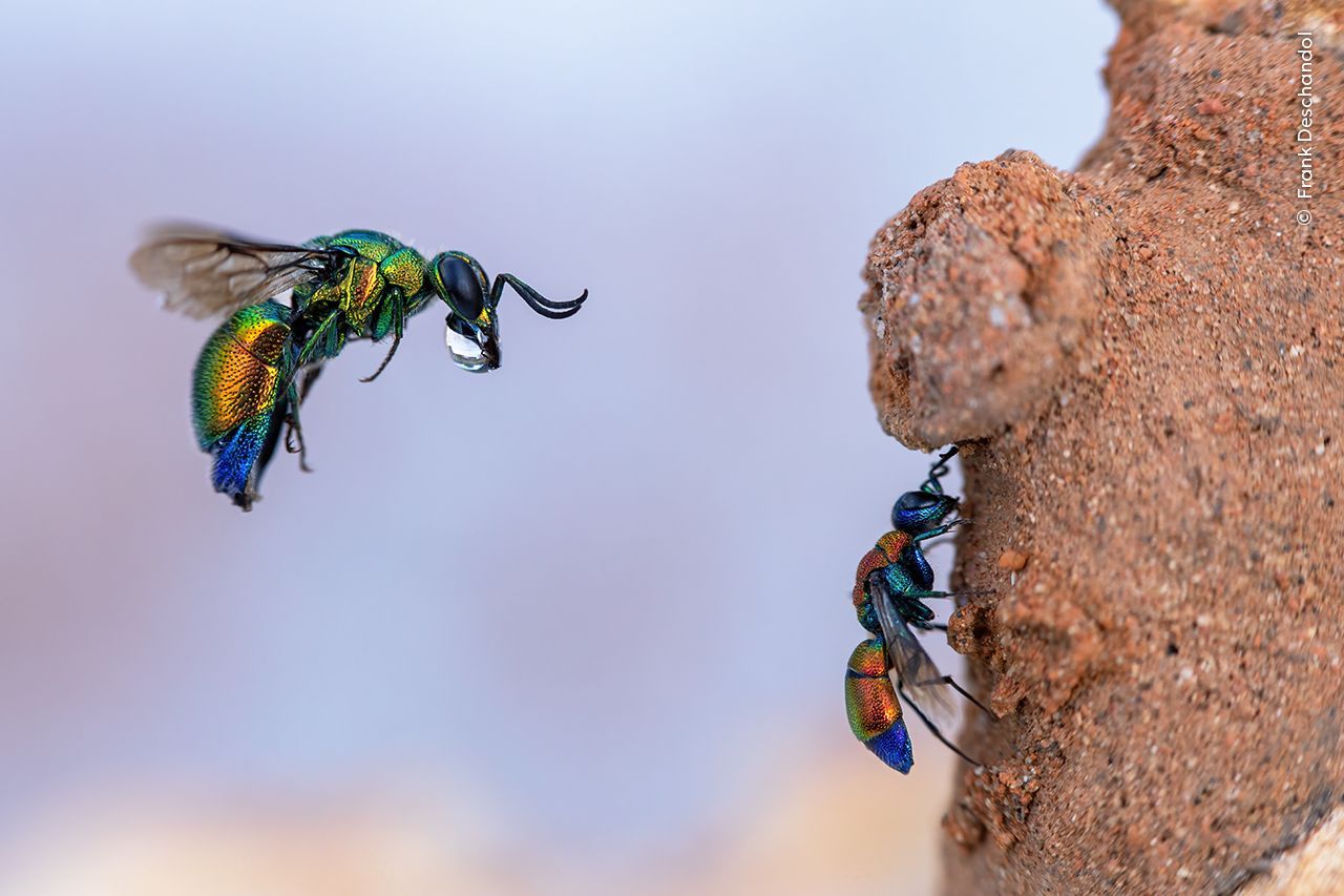 Wildlife Photographer of the Year 2023. Snímky nominované na cenu veřejnosti People Choice Award