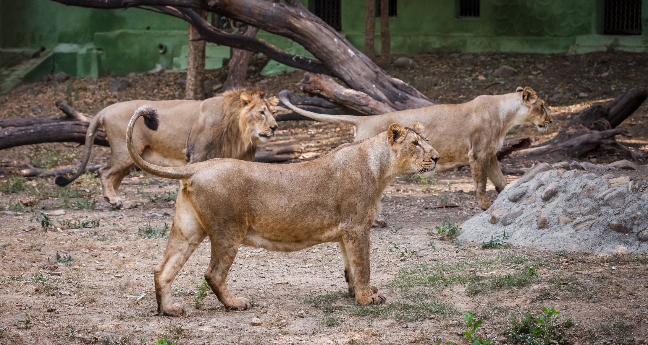 Zoo Praha, nová sezona 2015