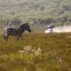 Zebra sleduje účastníka Safari rallye 2021