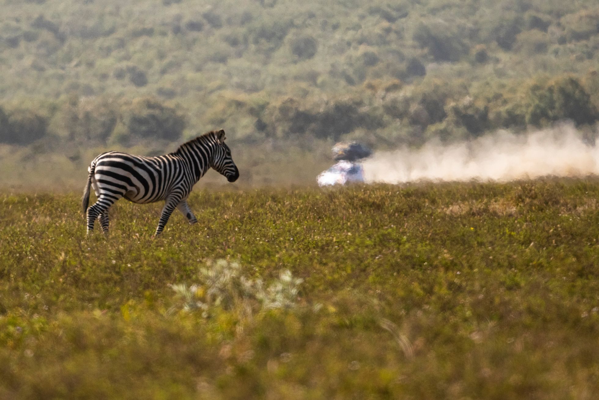 Zebra sleduje účastníka Safari rallye 2021