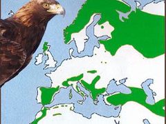 Výskyt orla skalního na evropském kontinentě