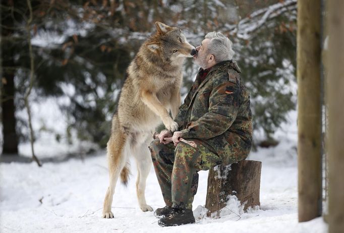 Mongolian wolf Heiko licks the mouth of wolf researcher Werner Freund in a sign of acknowledgement at Wolfspark Werner Freund, in Merzig in the German province of Saarland January 24, 2013. Freund, 79, a former German paratrooper, established the wolf sanctuary in 1972 and has raised more than 70 animals over the last 40 years. The wolves, acquired as cubs from zoos or animal parks, were mostly hand-reared. Spread over 25 acres, Wolfspark is currently home to 29 wolves forming six packs from European, Siberian, Canadian, Artic and Mongolian regions. Werner has to behave as the wolf alpha male of the pack to earn the other wolves respect and to be accepted. Picture taken January 24, 2013. REUTERS/Lisi Niesner (GERMANY - Tags: ANIMALS SOCIETY) Published: Led. 26, 2013, 2:43 odp.