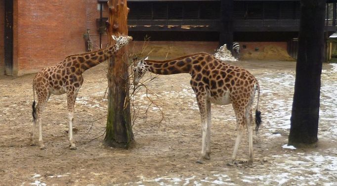 zoo liberec