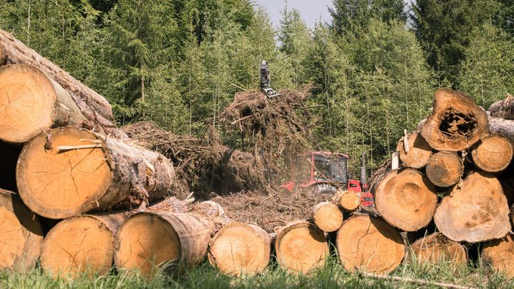 Lesy budou v příštích šesti letech stát 50 miliard. Obnovu potřebuje výsadba i cesty; Zdroj foto: Jakub Plíhal