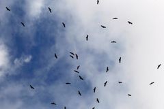 Ptáci znovu záhadně padají z nebe, ornitologové tápou