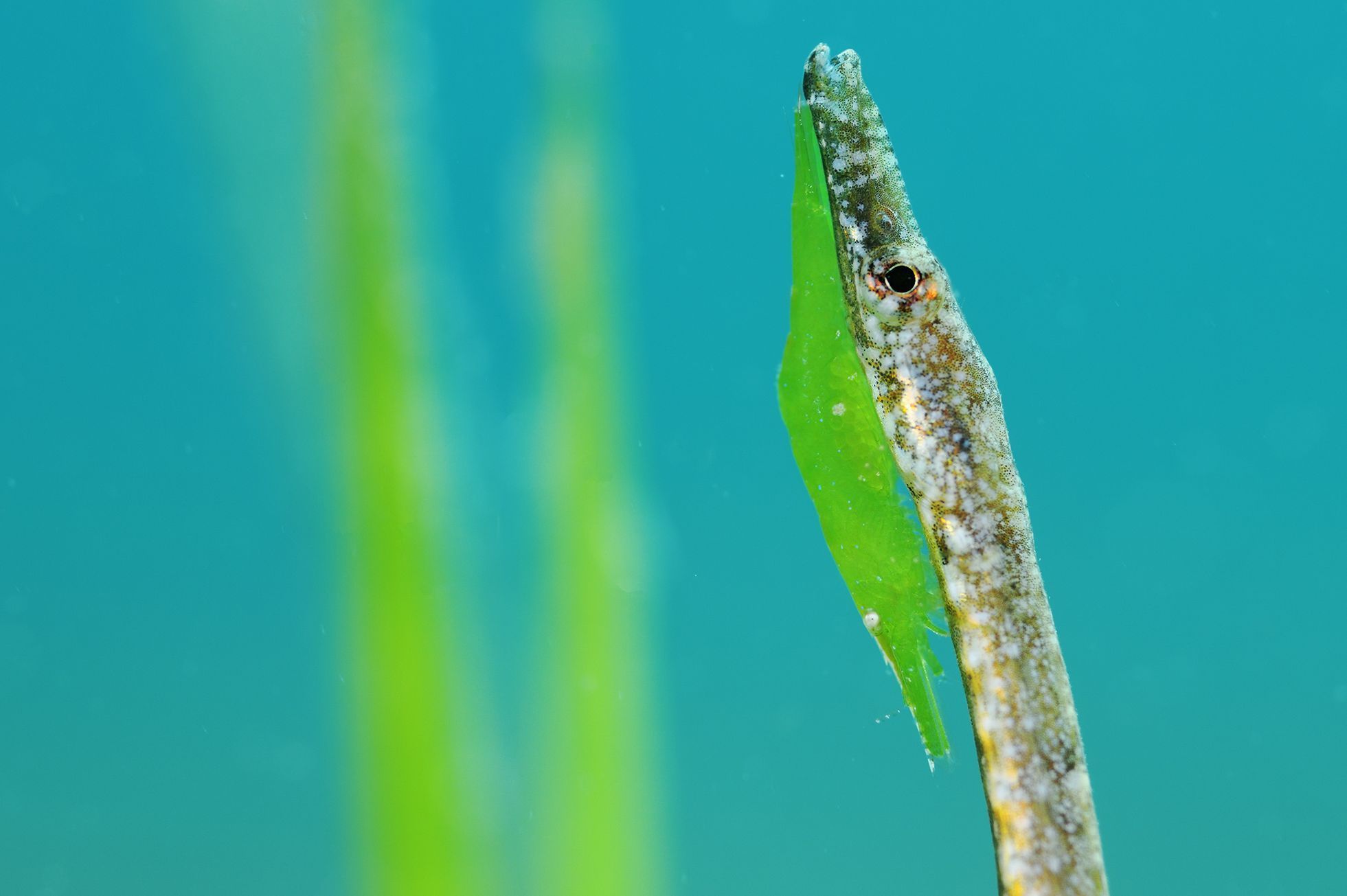 Vítězové fotografické soutěže Underwater Photographer of the Year 2022