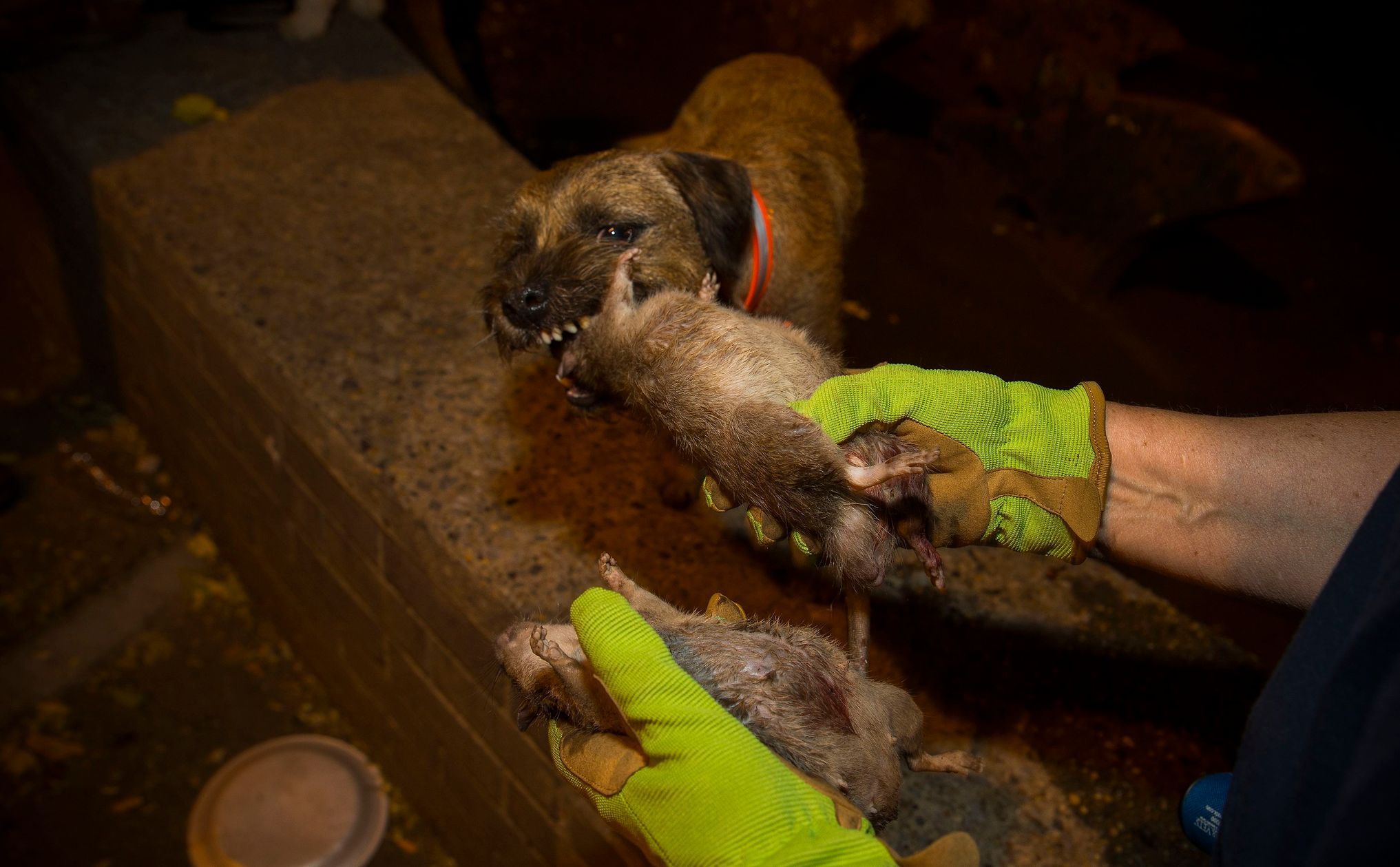 Merlin, a Border Terrier, chews on a dead rat which he killed during an organized rat hunt on New York City's Lower East Side