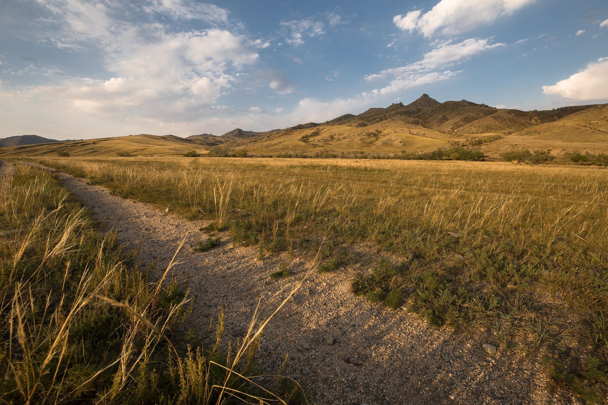 Mongolsko - kůň Převalského, Národní park Chustaj, koně, pláně, stepi