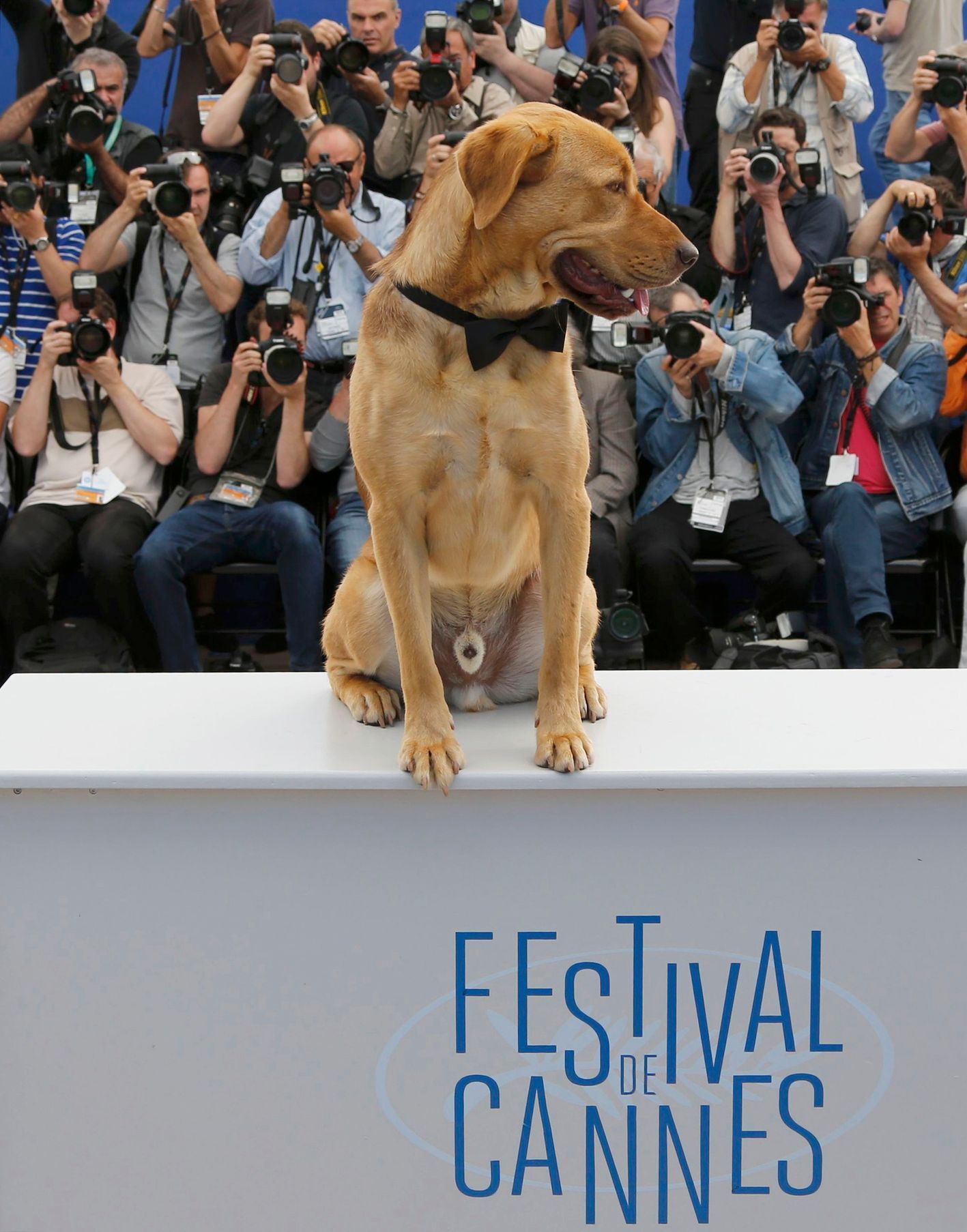 A dog sits on the desk during a photocall for the film &quot;Feher isten&quot; in competition for the category &quot;Un Certain Regard&quot; at the 67th Cannes Film Festival in Cannes