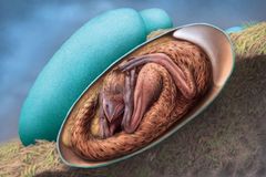 Vědci objevili dokonale zachovalé embryo dinosaura. Chystal se na vylíhnutí jako kuře