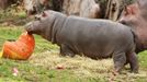 V ostravské Zoo se v červnu narodil hroch. V září byl pokřtěn na Kvida. Celkem se v historii chovu hrochů v Ostravě podařilo odchovat 18 mláďat. Tento sameček je tedy 19. mládětem.