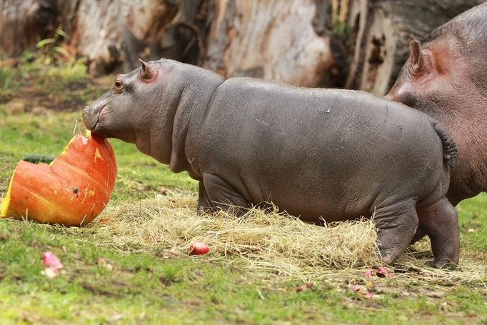 V ostravské Zoo se v červnu narodil hroch. V září byl pokřtěn na Kvida. Celkem se v historii chovu hrochů v Ostravě podařilo odchovat 18 mláďat. Tento sameček je tedy 19. mládětem.