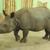 Samice nosorožce indického v plzeňské zoo