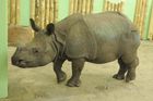 V plzeňské zoo se narodilo mládě nosorožce indického