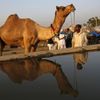 A camel herder is reflected in a pool of water as he stands among his camels at Pushkar Fair in the desert Indian state of Rajasthan November 23, 2012. Many international and domestic tourists throng to Pushkar to witness one of the most colourful and popular fairs in India. Thousands of animals, mainly camels, are brought to the fair to be sold and traded. REUTERS/Danish Siddiqui (INDIA - Tags: SOCIETY ANIMALS) Published: Lis. 23, 2012, 5:35 odp.