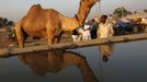 A camel herder is reflected in a pool of water as he stands among his camels at Pushkar Fair in the desert Indian state of Rajasthan November 23, 2012. Many international and domestic tourists throng to Pushkar to witness one of the most colourful and popular fairs in India. Thousands of animals, mainly camels, are brought to the fair to be sold and traded. REUTERS/Danish Siddiqui (INDIA - Tags: SOCIETY ANIMALS) Published: Lis. 23, 2012, 5:35 odp.