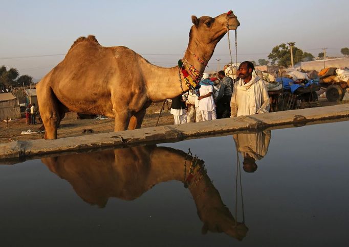 A camel herder is reflected in a pool of water as he stands among his camels at Pushkar Fair in the desert Indian state of Rajasthan November 23, 2012. Many international and domestic tourists throng to Pushkar to witness one of the most colourful and popular fairs in India. Thousands of animals, mainly camels, are brought to the fair to be sold and traded. REUTERS/Danish Siddiqui (INDIA - Tags: SOCIETY ANIMALS) Published: Lis. 23, 2012, 5:35 odp.