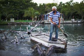 Očima fotografa: Kubánec si zamiloval hejno pelikánů. Jsou jako moje děti, říká