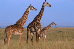 Filmaře zabila žirafa úderem hlavy při natáčení v safari, podle parku si za to mohl sám