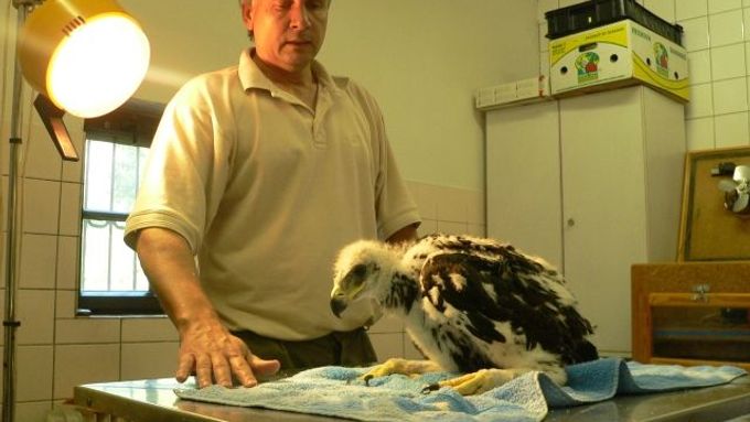 Po převozu ze Slovenska se za asistence Petra Orla každé orlí mládě důkladně vyšetřuje.