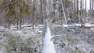 Nedávná vichřice v šumavských lesích pořádně řádila, stále je zde vidět spousta popadaných kmenů.