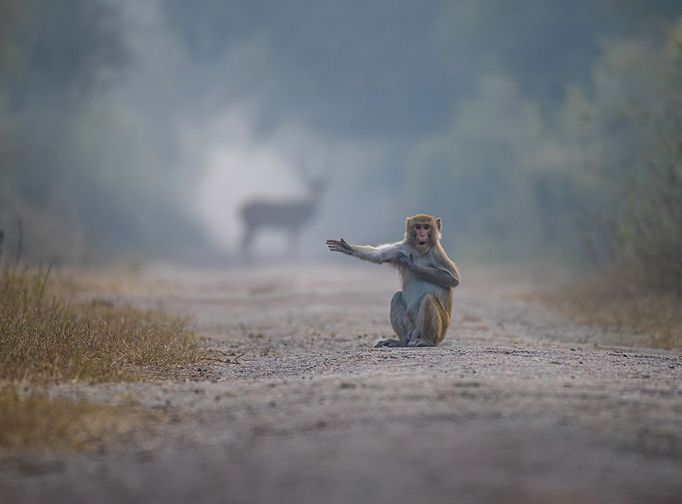 Finalisté Comedy Wildlife Photography Awards 2023