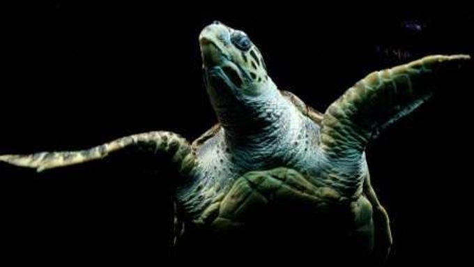 Vědci zkoumali, jak moc je nakažlivé zívání u želv. Není.