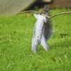 Vítězné fotografie ze soutěže Nikon Comedy Wildlife Awards 2024