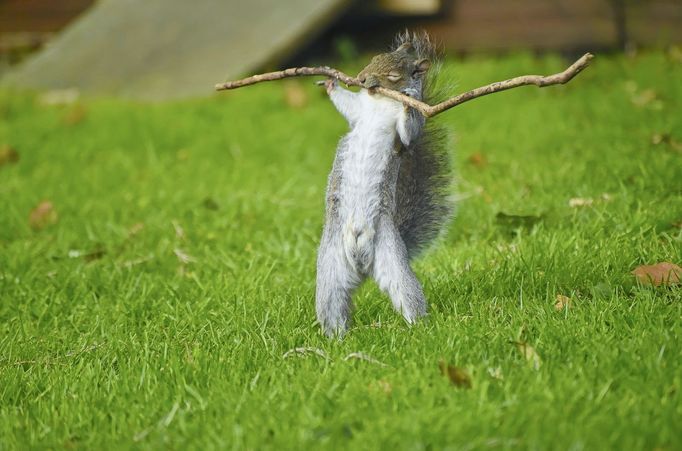 Vítězné fotografie ze soutěže Nikon Comedy Wildlife Awards 2024