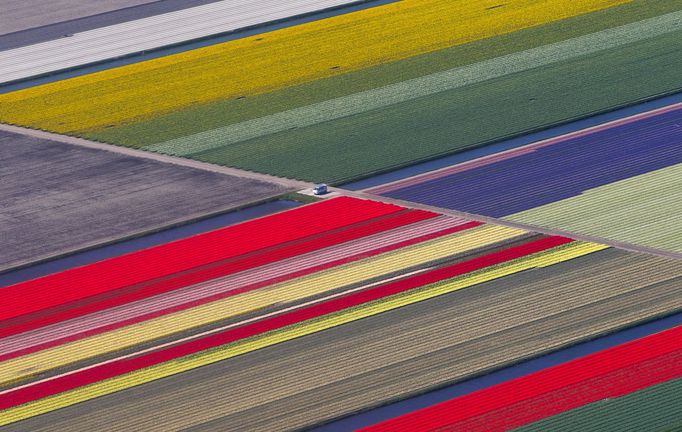 Obrovské pole tulipánů v Nizozemsku.