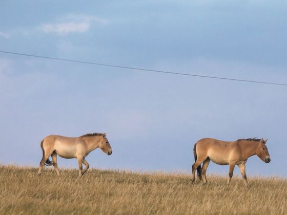 Koně Převalského v národním parku Chustaj Nurú.