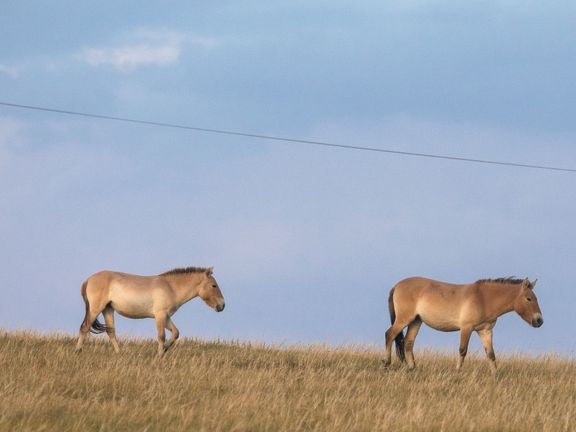 Koně Převalského v národním parku Chustaj Nurú.