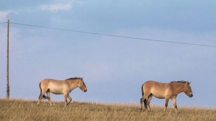 Mongolské safari: Jak jsme na divokém východě pozorovali "posvátné" koně Převalského; Zdroj foto: Jakub Plíhal