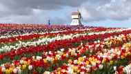 Pohled na nekonečné lány tulipánových polí bere dech – jeden a půl milionu květů na farmě Tulleys je pastvou pro oči i duši. Tady jaro opravdu nešetří barvami.