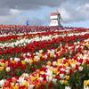Tulipány