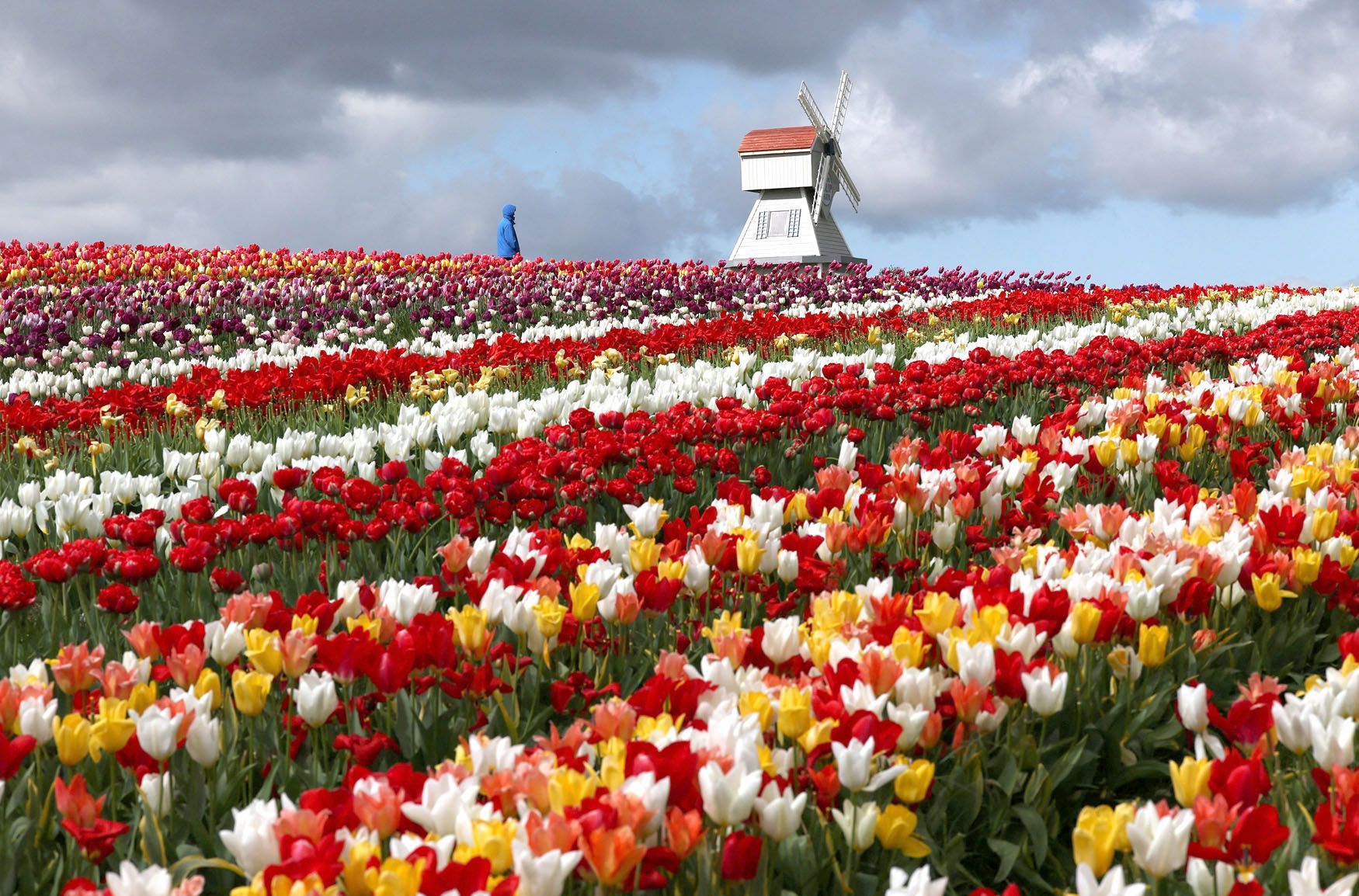 Tulipány