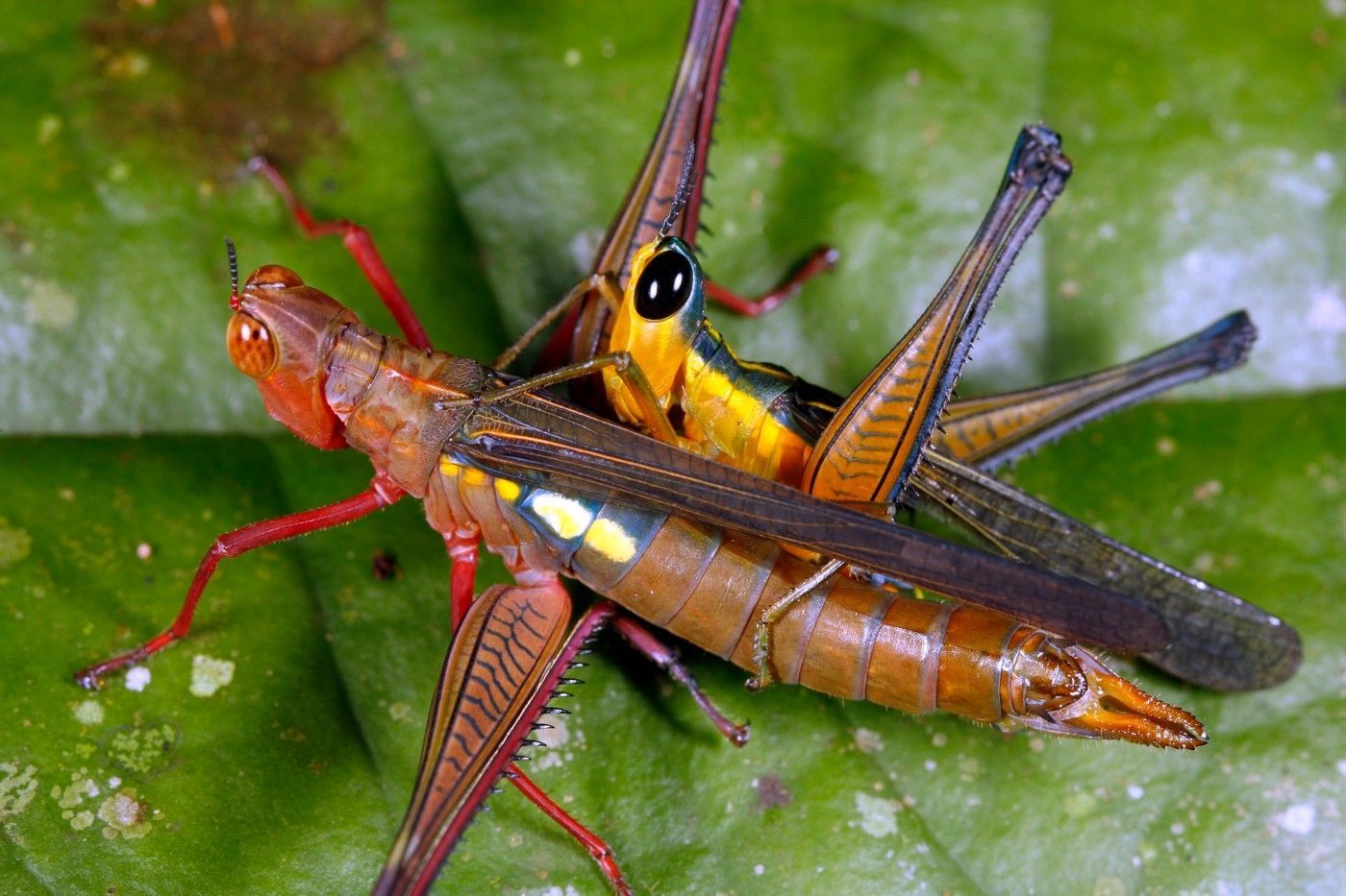 Kobylka hnědá (Decticus verrucivorus)