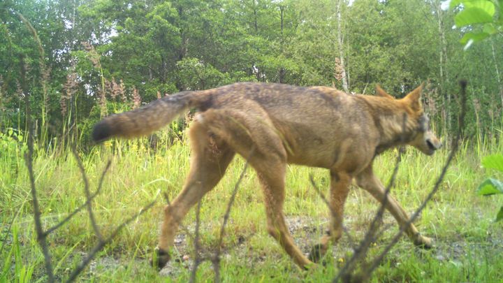 Dobrá zpráva pro lesníky, špatná pro chovatele. V Jizerských horách žije smečka vlků