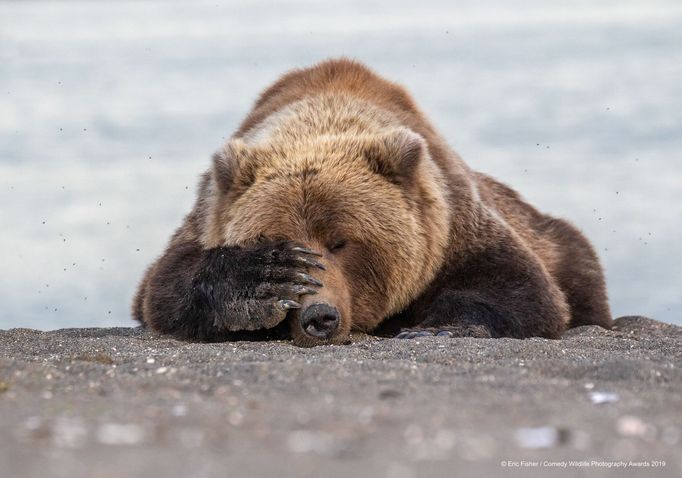 Finalisté soutěže Comedy Wildlife Photography Awards 2019