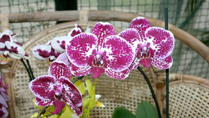 Zkuste doma pěstovat orchideje