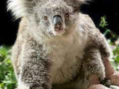 Koala Sam po ošetření