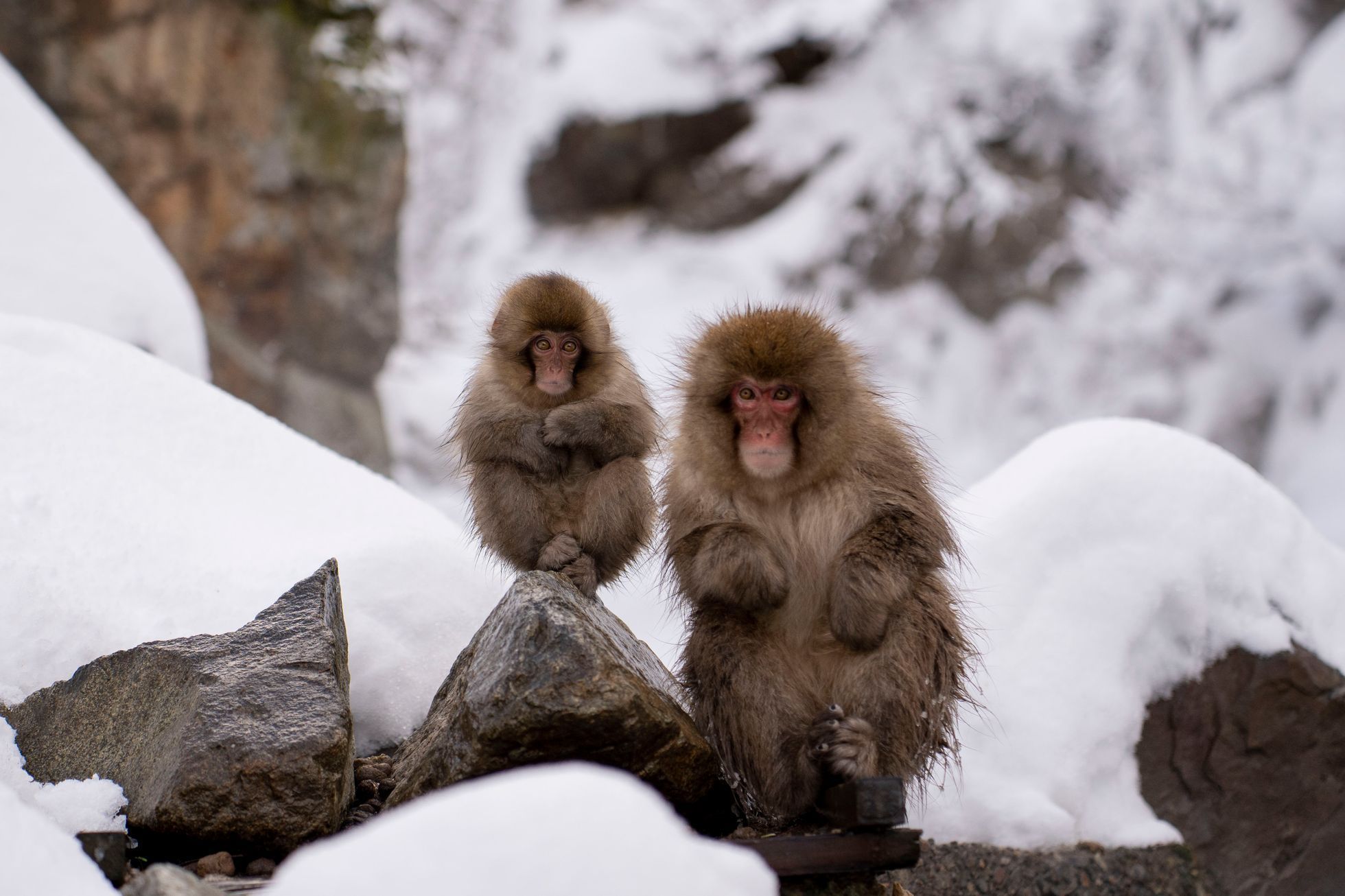 japonsko lyžování hakuba