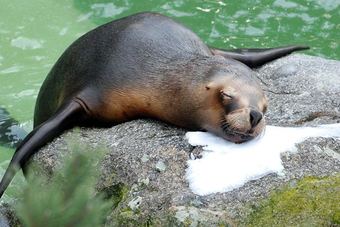 Zimní Zoo - Zoo Zlín