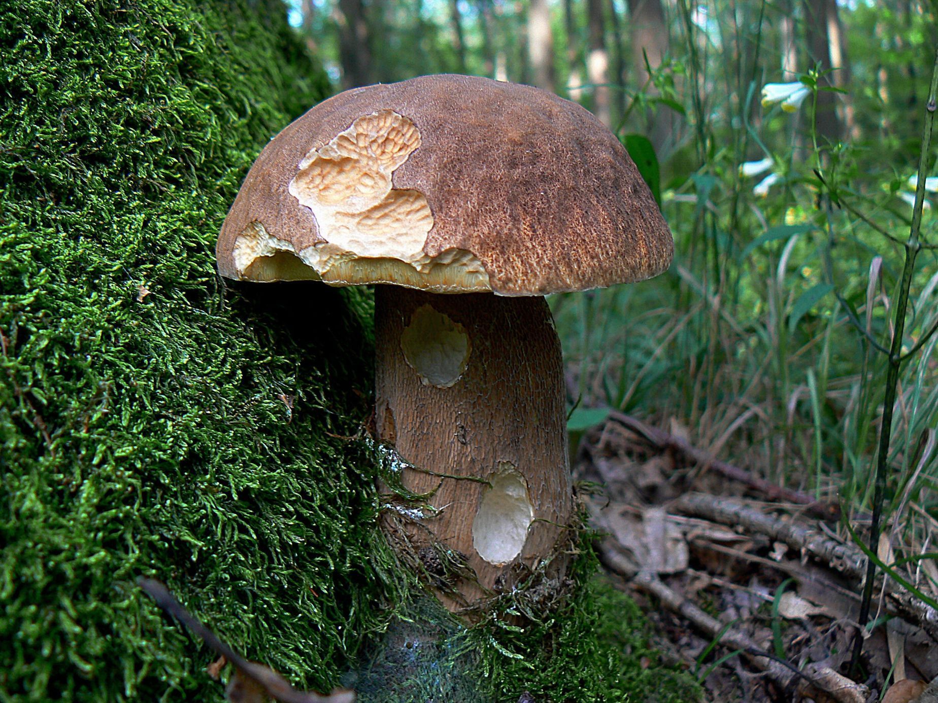 NEPOUŽÍVAT !!! Fotosoutěž houby 2017